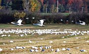 Autunno Canadese (9)